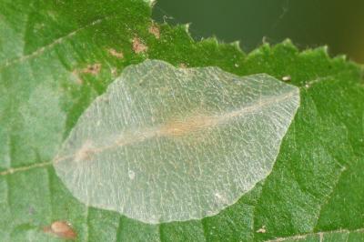 Phyllonorycter coryli