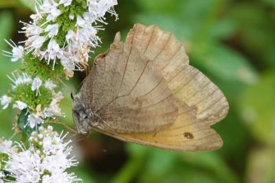Maniola jurtina