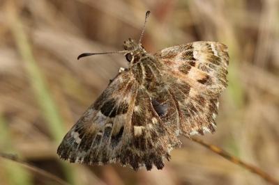 Carcharodus alceae