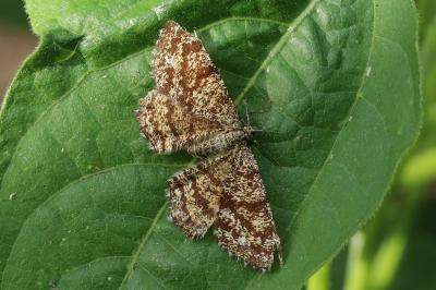 Ematurga atomaria