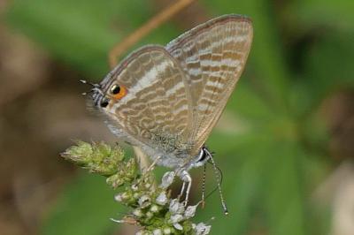 Lampides boeticus