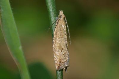 Bactra lancealana