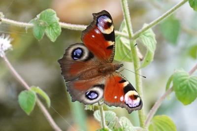 Aglais io