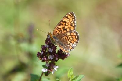 Melitaea phoebe