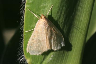 Ostrinia nubilalis