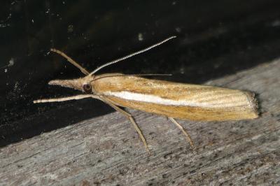 Agriphila tristella