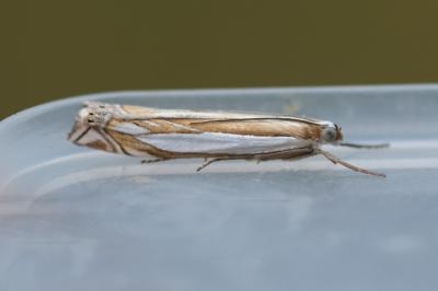 Crambus pascuella