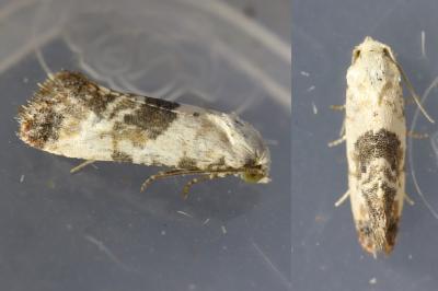 Cochylis posterana