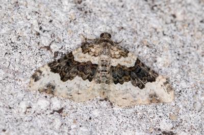 Epirrhoe galiata