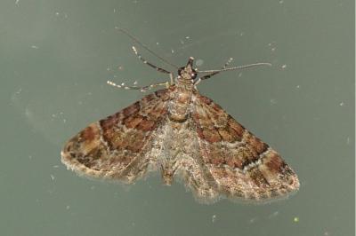 Gymnoscelis rufifasciata