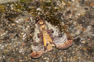 Epilecta linogrisea