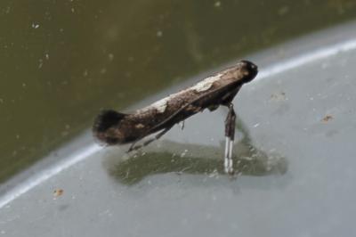 Calybites phasianipennella