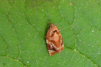 Ditula angustiorana