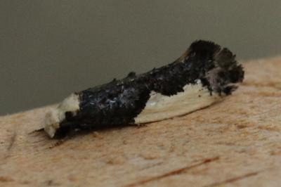 Monopis monachella