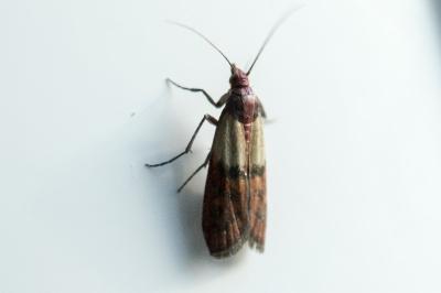 Plodia interpunctella