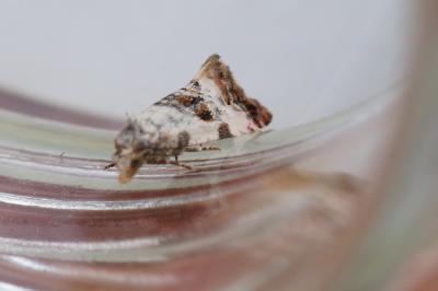Cochylis hybridella