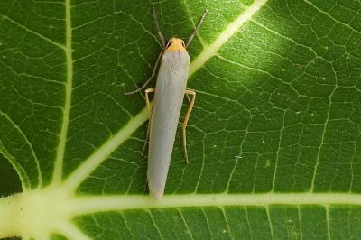 Manulea complana