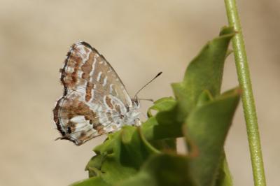 Cacyreus marshalli