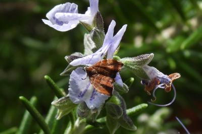 Choreutis nemorana