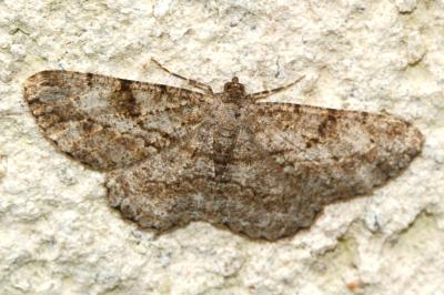 Peribatodes rhomboidaria