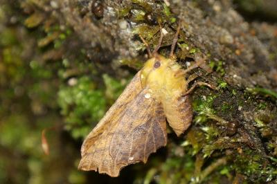 Ennomos alniaria