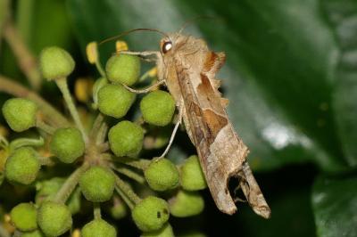 Phlogophora meticulosa