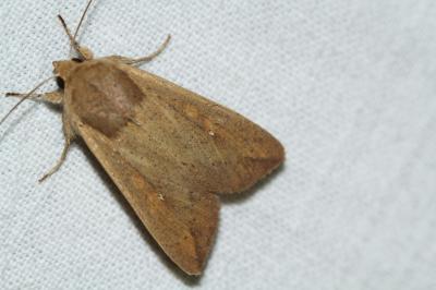 Mythimna unipuncta