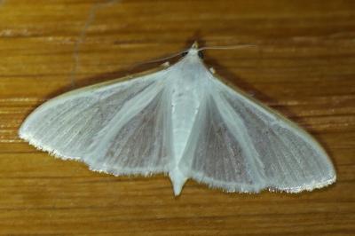 Palpita vitrealis
