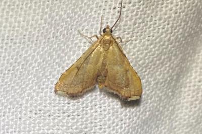 Endotricha flammealis