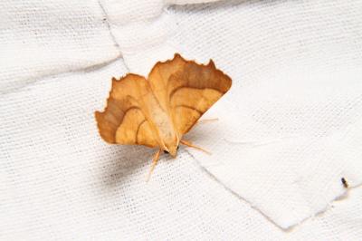 Ennomos fuscantaria
