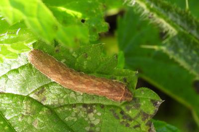 Dypterygia scabriuscula
