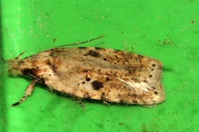 Agonopterix arenella