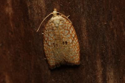 Acleris forsskaleana