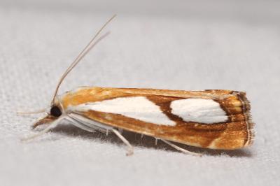 Catoptria pinella