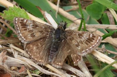 Erynnis tages