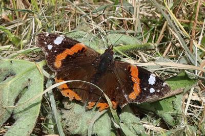 Vanessa atalanta