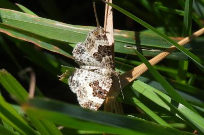 Epirrhoe alternata