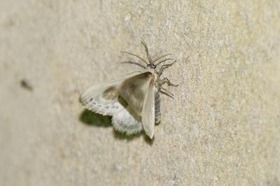 Cilix glaucata