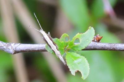 Plutella xylostella