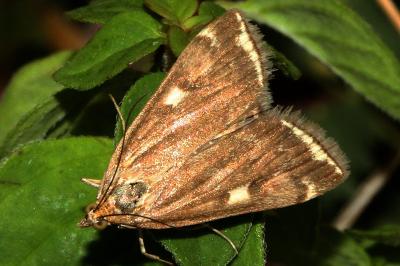 Loxostege sticticalis