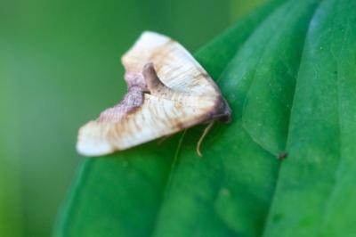 Plagodis dolabraria
