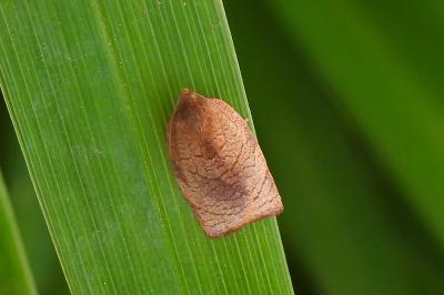 Cacoecimorpha pronubana