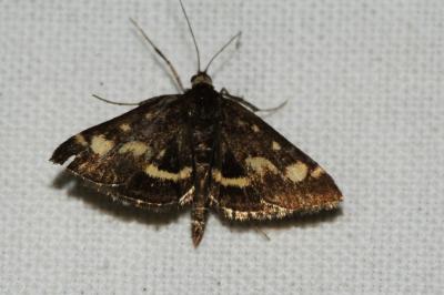 Pyrausta despicata