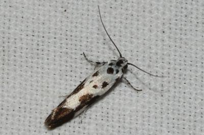 Ethmia quadrillella