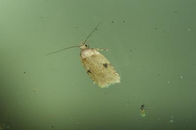 Agonopterix propinquella