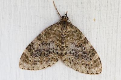 Acasis viretata