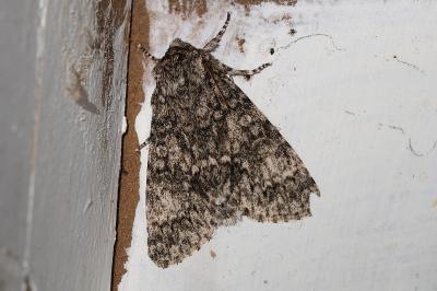 Acronicta megacephala