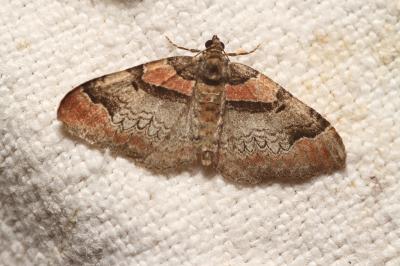 Catarhoe rubidata