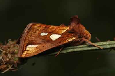 Plusia festucae