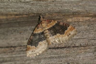 Xanthorhoe ferrugata